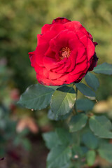 Piękna róża w ogrodzie, tapeta dekoracja. 