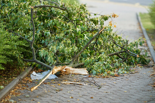 Fallen tree branch lies across city sidewalk. Aftermath of windy storm. Urban storm damage. Large broken tree branch blocking sidewalk after severe winds..