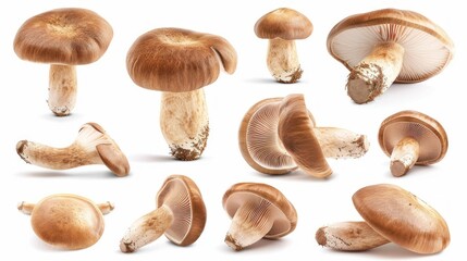Set of brown cremini mushrooms. 3D realistic icons isolated on white background.