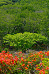 初夏、赤城山の緑の森とレンゲツツジの赤