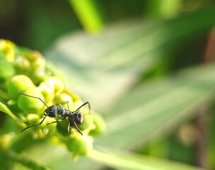 pests that destroy plants but also have benefits for other plants and as a life ecosystem