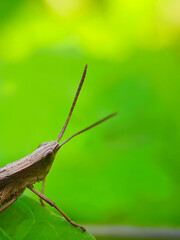 pests that destroy plants but also have benefits for other plants and as a life ecosystem