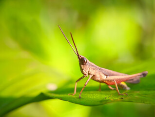 pests that destroy plants but also have benefits for other plants and as a life ecosystem