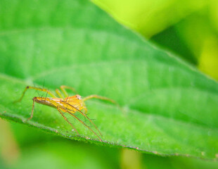 pests that destroy plants but also have benefits for other plants and as a life ecosystem