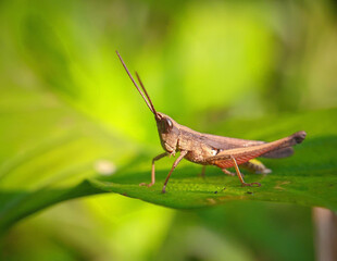 the beauty of wild plants in the yard framed in macro scale