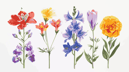 set of pencil style colorful birth flowers on a white background