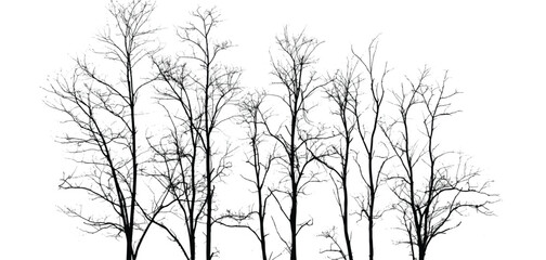 Silhouettes of bare trees with branches isolated on white. Vector illustration
