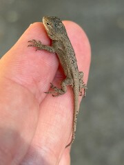 Mini Lizard