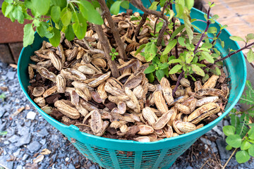 Environmentally friendly fertilizer because peanut shells help trees grow well. Pile of peanut...