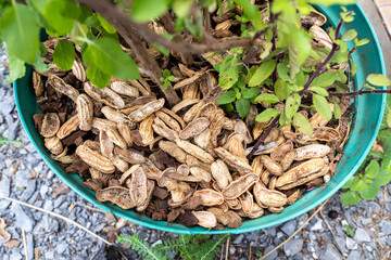 Environmentally friendly fertilizer because peanut shells help trees grow well. Pile of peanut shells at the base of Holy basil Tree in a plastic pot.