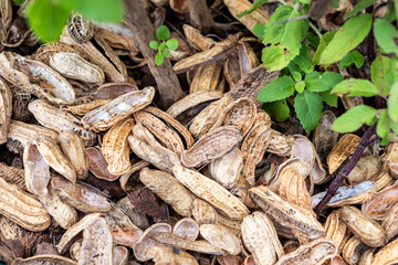 Environmentally friendly fertilizer because peanut shells help trees grow well. Pile of peanut shells at the base of Holy basil Tree.