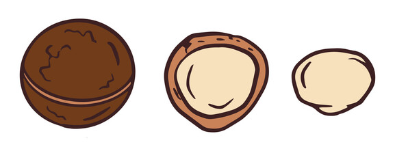 Hand drawn Macadamia. Peeled, whole nuts,  nut in shell, whole kernel and half illustrations for poster, banner, recipe card, menu, food package design
Vector white and black sketch illustration