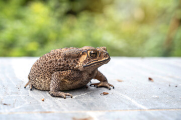 Fat Asian common toad or Black-spined toad - Duttaphrynus melanostictus at around the house on the...