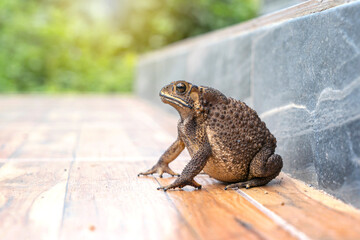 Fat Asian common toad or Black-spined toad - Duttaphrynus melanostictus at around the house on the tile floor porch.