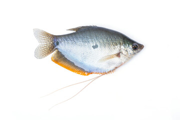 A type of freshwater fish isolated on white background. Three spot gourami - Trichopodus trichopterus.