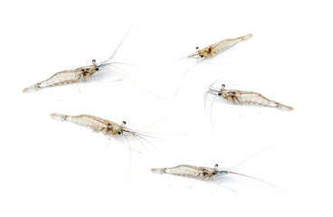 Tiny freshwater shrimp - Macrobrachium lanchesteri isolated on white background. index Indicates...