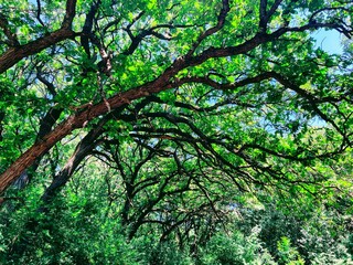 A Brilliant Summer Afternoon under a Canopy of Tree Branches