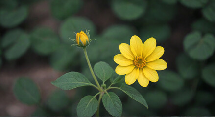 yellow flower in the garden
