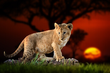 Fototapety na wymiar - Fototapeta24.pl