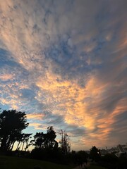 sunset in the forest