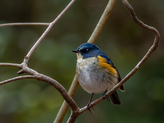 森の中の木陰で枝に留まって周りを見渡しているルリビタキの雄