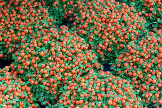 nertera granadensis planting in gaden