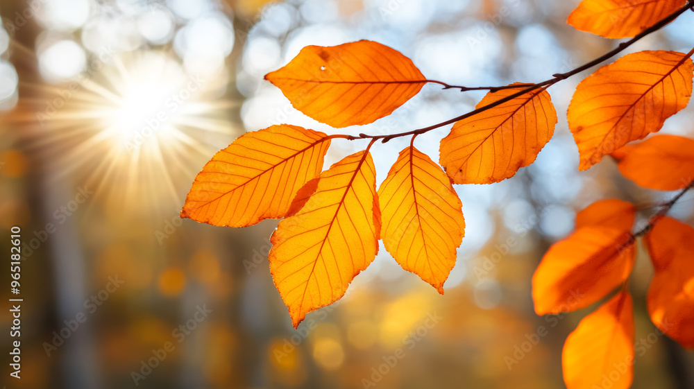 Poster Close up of orange leaves on a branch with sun rays filtering through a blurred forest 