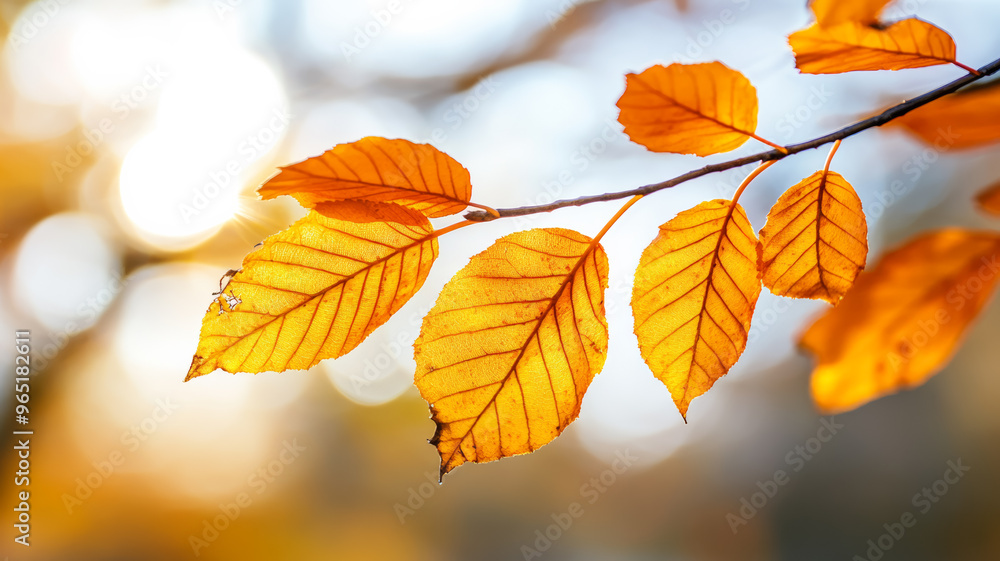 Poster close up of orange leaves on a branch with sun rays filtering through a blurred forest
