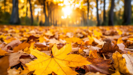 Fallen yellow and orange leaves on the ground with a sunlit forest in soft focus 