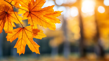 Maple leaves in vibrant autumn colors under warm sunlight with blurry forest bokeh 