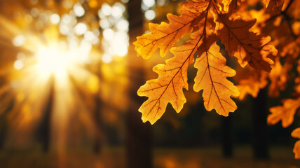 Oak leaves in warm autumn colors with a sunbeam and blurred tree trunks 