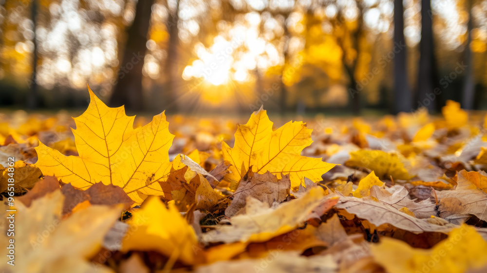 Poster richly colored autumn leaves under warm sun rays with soft blurred trees in background