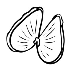 Obraz premium Seashell hand drawn doodle. Sea mollusk shell. Crayfish shell. Coral reef. Diving in water. Vector sketch line art illustration.