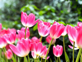 Tulips in a blurry background, Fresh flowers in the garden, floral poster, wallpaper or holidays card.(Select focus)