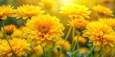 Fototapeta premium Vibrant yellow flowers in full bloom, floral, nature, spring, bright, garden, petals, sunny, vibrant, yellow, flora