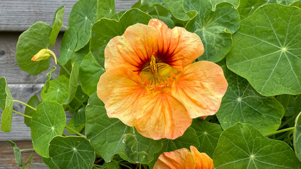 Close-up of an orange nasturtium flower surrounded by lush green foliage
