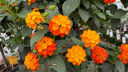 Close-up of bright orange and yellow Lantana flowers in full bloom, surrounded by lush green foliage in a garden