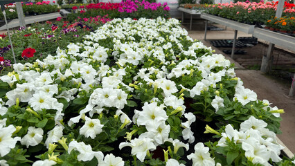 A lush display of white petunias in full bloom, surrounded by various colorful flowers inside a vibrant greenhouse setting