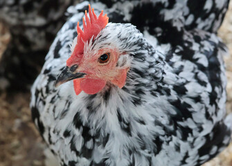 Hen on private farm in chicken coop close up. Comb and beak. Poultry farming and agriculture. Purebred breeding. 