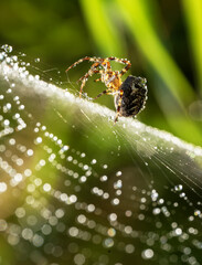 Spider Gracefully Balancing on a Dew-Draped Web Sparkling in the Morning Sunlight Showcasing the Fragile Beauty and Intricate Artistry of Nature in Every Tiny Detail