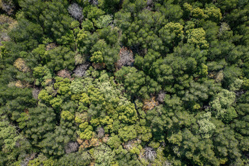 Naklejka premium Aerial view of mangrove forest in Krabi, Thailand.