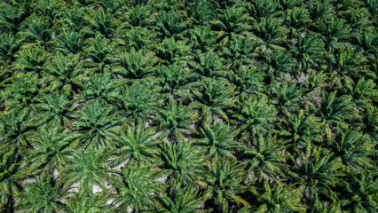 Oil palm plantation in aerial top view.