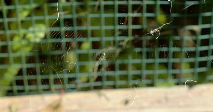 Close-up of an Orchard Spider crawling on the center of it's web