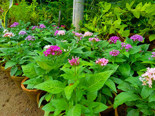 Green Nursery with beautiful wallpaper