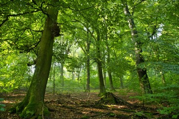 Waldwege im Teutoburger Wald bei Porta Westfalica