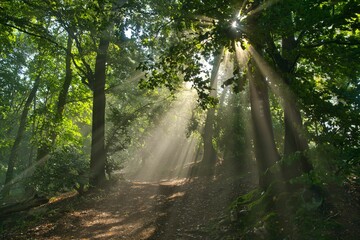 Obraz premium Lichtstimmung im Teutoburger Wald