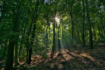 Waldwege im Teutoburger Wald bei Porta Westfalica