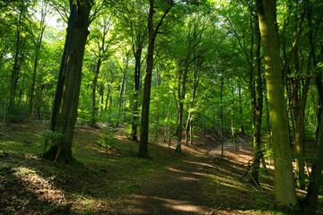 Obraz premium Waldwege im Teutoburger Wald bei Porta Westfalica