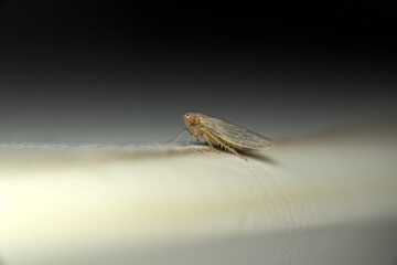 Cicadellidae or Leafhoppers
