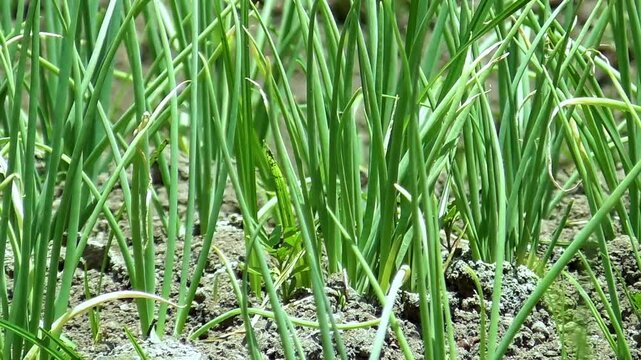 Onion Plant. Green onion leaves in summer. Harvest field, farming, onion care.